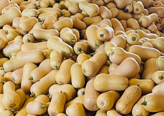 A pile of butternut squashes in various sizes and shades of beige.