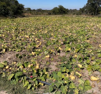 Field of squash plants with yellow squashes growing among green leaves.