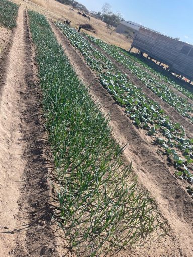 Rows of green onions grow in a farm field with a truck in the background.