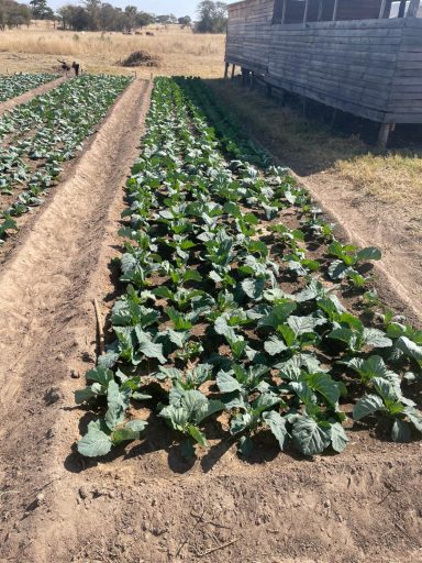 Rows of green cabbage plants growing in a well-tended vegetable garden.
