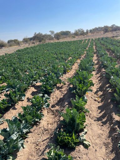 Row of green crops growing in a sunlit field with dry soil and sparse vegetation.