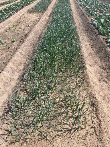 Rows of green onions growing in well-tilled soil on a farm field.